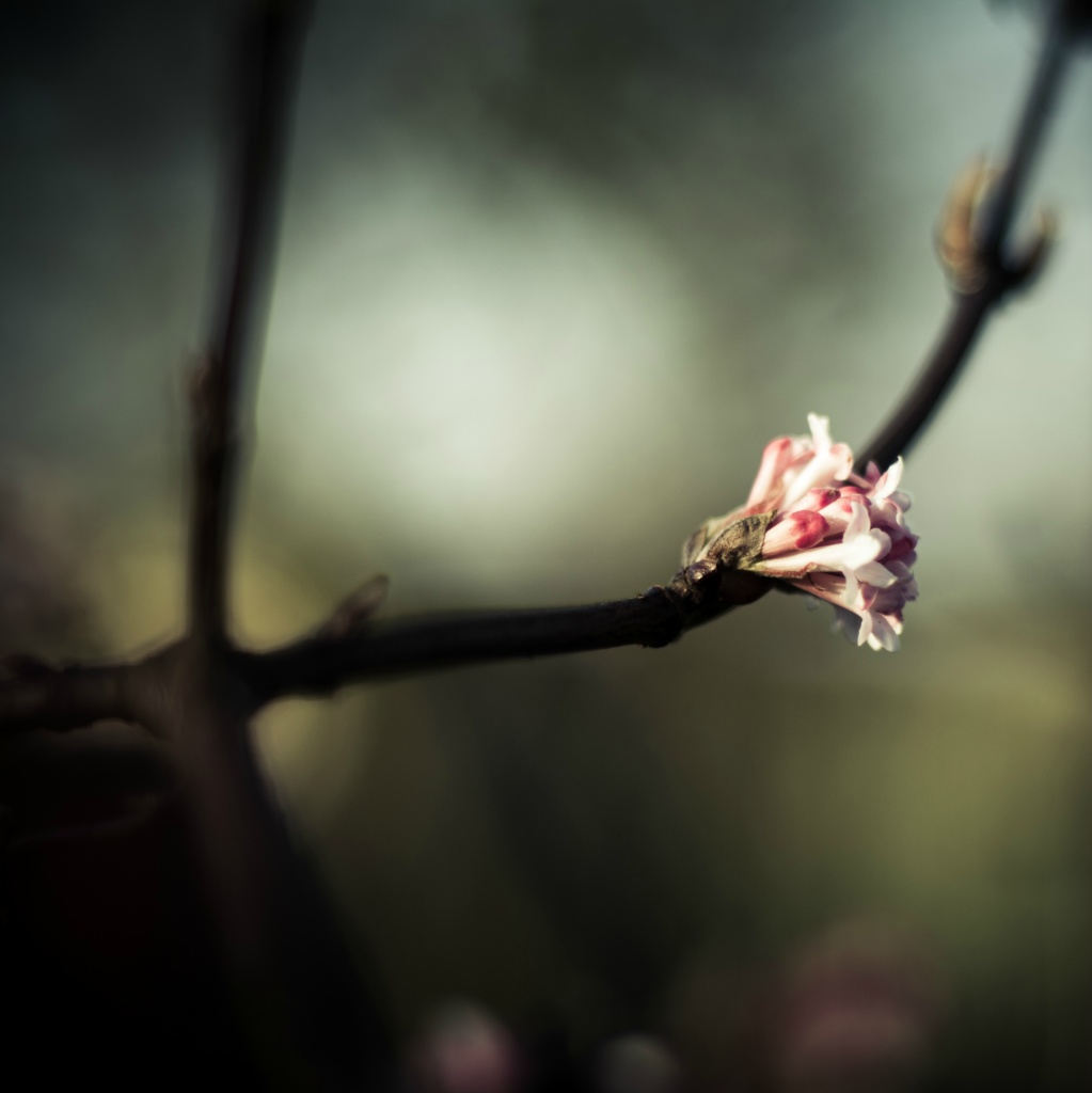 Bloem 2